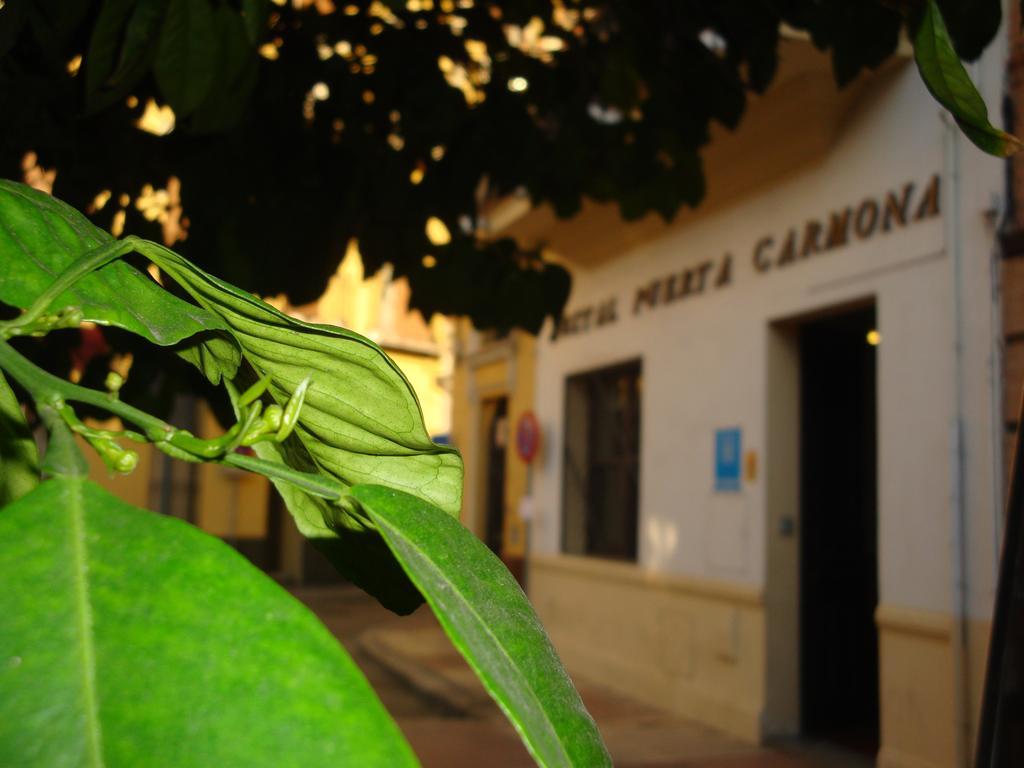 Hostal Puerta Carmona เซบีญา ภายนอก รูปภาพ